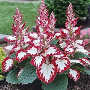 800 Pcs Hosta Seeds - Beautiful White and Red Plants to Enhance Your Outdoor Area, Perfect for Any Gardening Skill Level