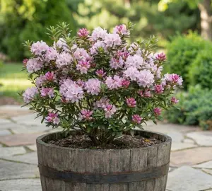 Ken Janeck Rhododendron