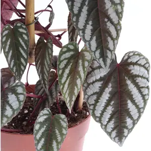 Rex Begonia Vine - Live Starter Plants in 2 Inch Pots - Cissus Discolor - Extremely Rare and Beautiful Vining Indoor Houseplant - Air Purifying