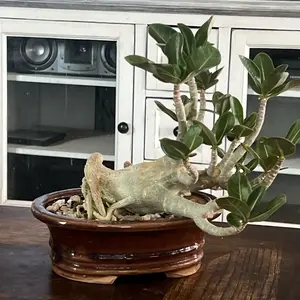 Bonsai Arabicum monster Plants