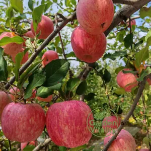 Dwarf Red Fuji Apple Saplings - Premium Crispy Sweet Apple, High Yield Self-Pollinating, Easy-to-Pick Garden Live Fruit Tree