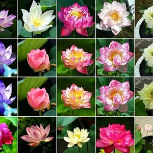 20 Pcs Bowl Lotus Seeds Mix - Beautiful Water Lilys Flower for Aquatic Garden Decor - Non-GMO Fresh Bonsai Plant Seeds