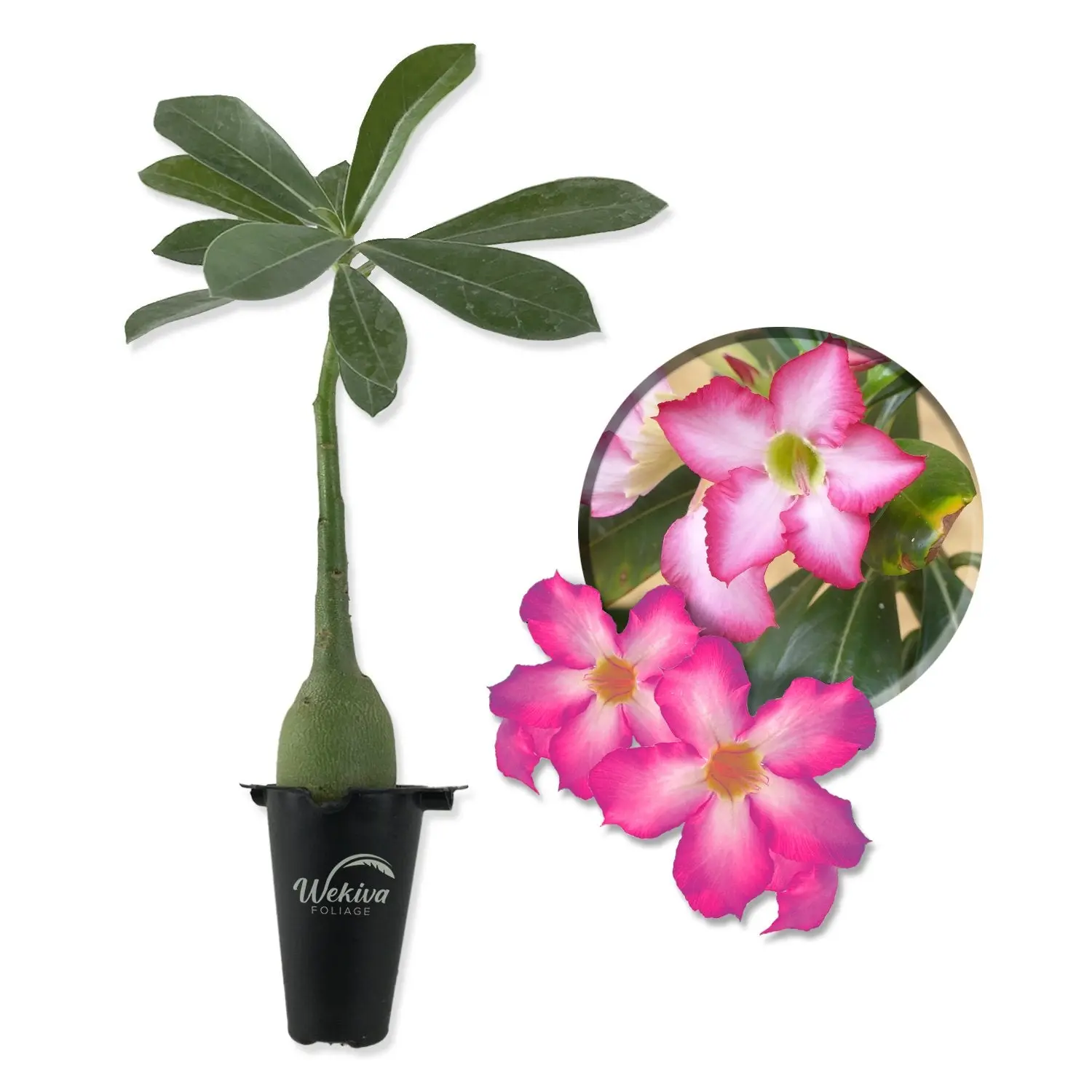 Desert Rose Plant - Live Starter Plant - Adenium Obesum - Dramatic Drought  Tolerant Cactus Succulent - TikTok Shop