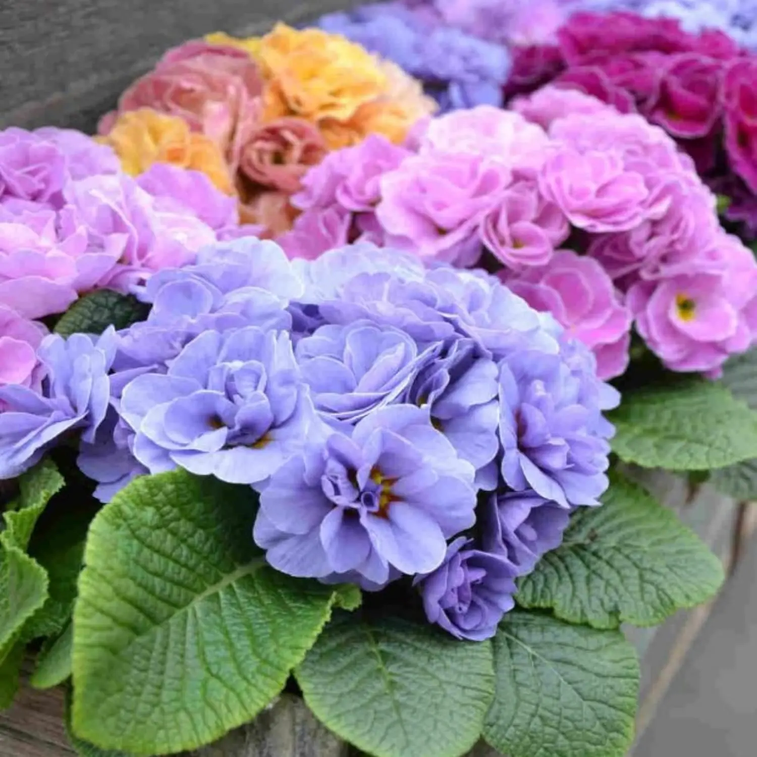 100 Double Primrose Primula Flower Seeds for Planting Perennial Primula VulgarisSeeds Primula Flower Seeds Garden Outdoor
