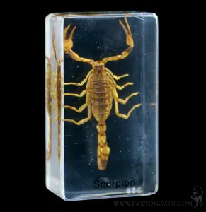 Golden Scorpion In Acrylic