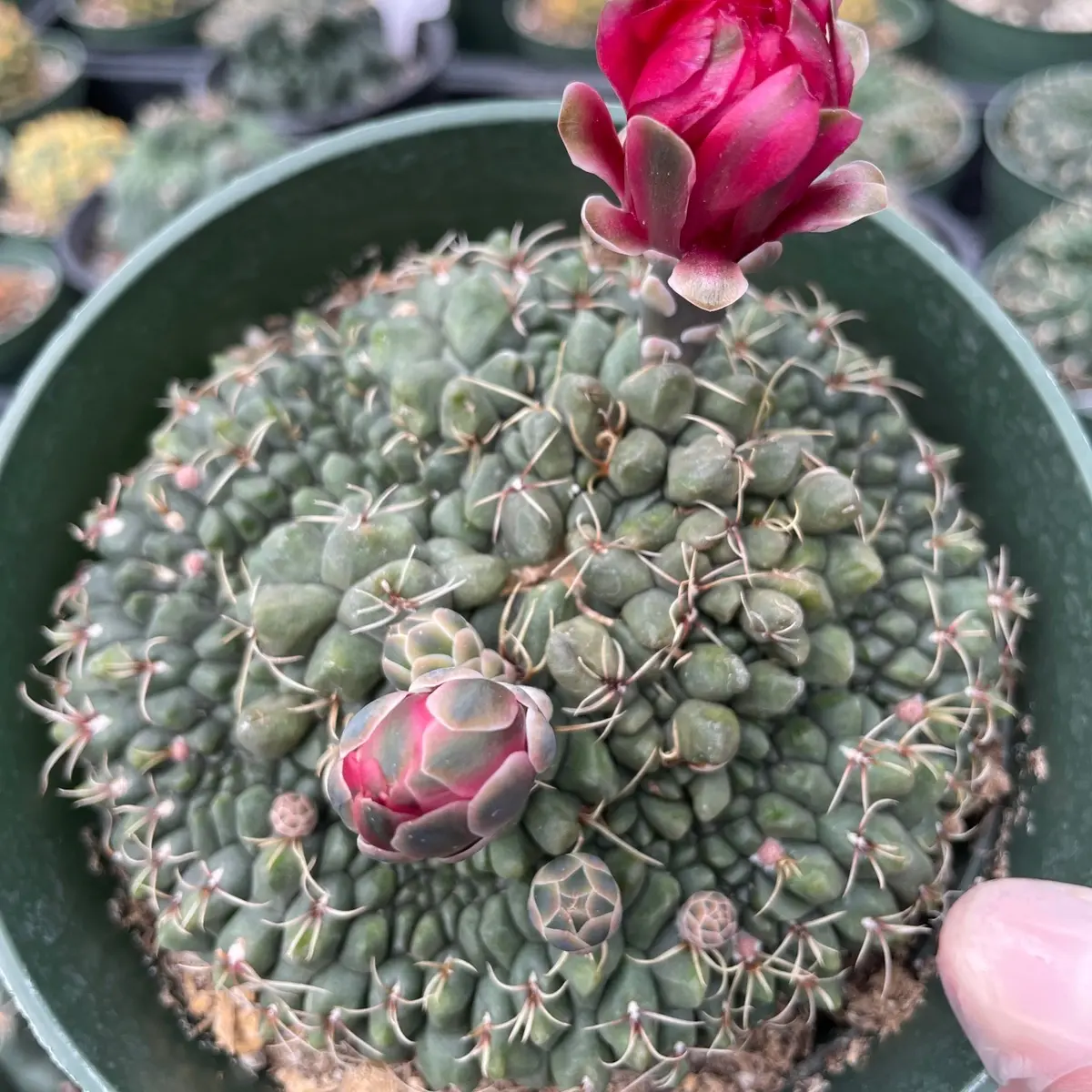 RARE CACTUS - GYMNOCALYCIUM BALDIANUM CRESTED