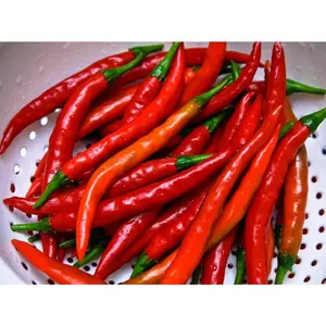 Long Thin Red Cayenne Pepper Plant - 4" Pot - Hot!