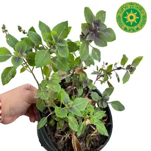 BALL OF PURPLE BASIL