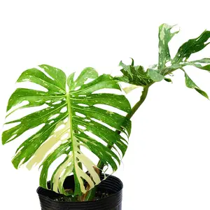 Monstera Thai Constellation