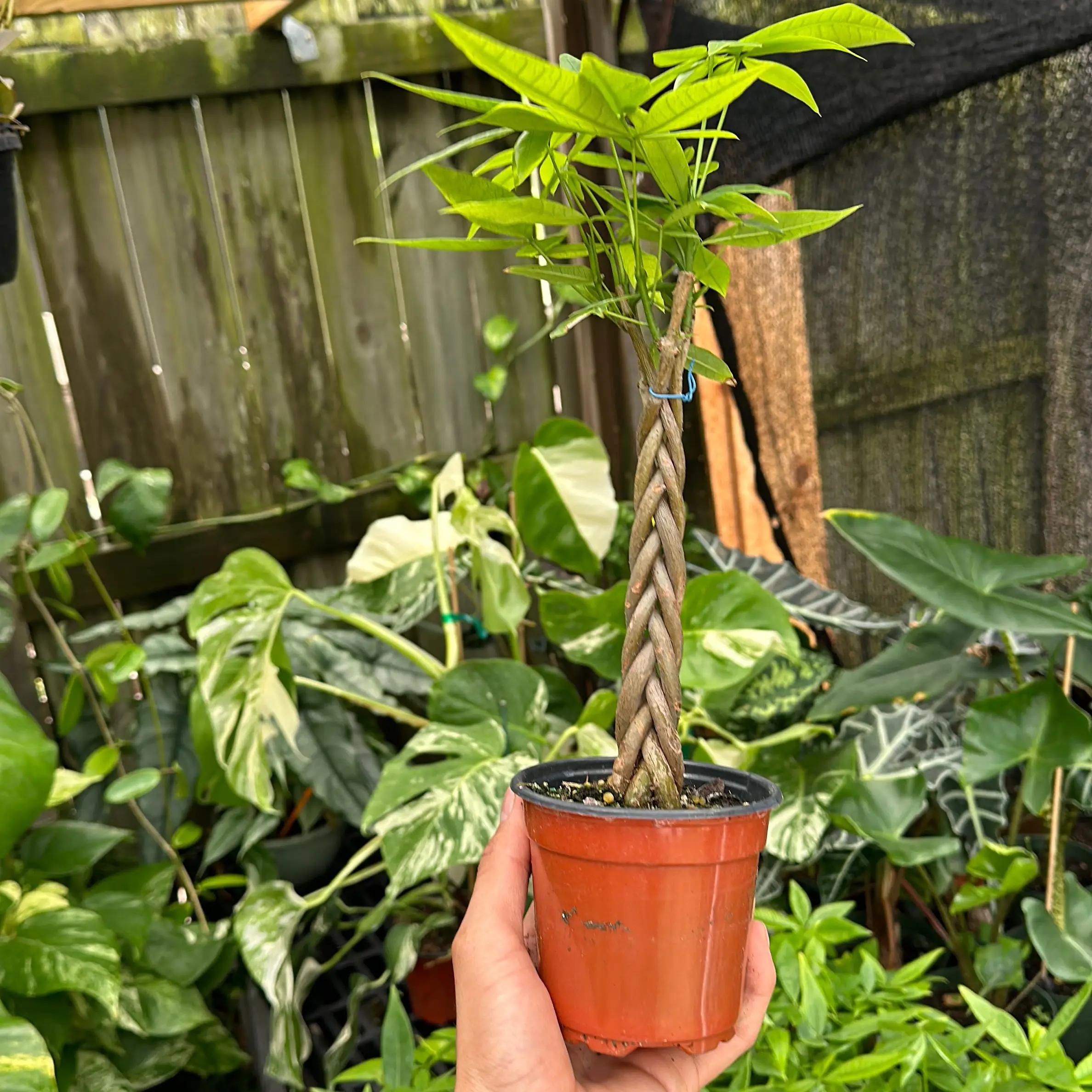 Money Tree Braid Plant 4" pot House Plant - Low Maintenance Indoor Decorative Plant with Unique Leaves for Home Decoration