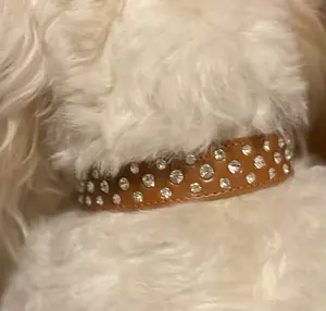 Brown Bling Dog Collar