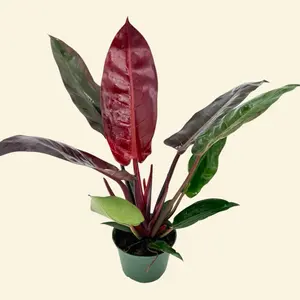 Philodendron Red Sun 6” - High Color House Plant