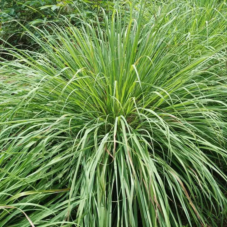 25 to 500 West Indian Lemongrass Seeds for Planting - Natural Mosquito Repellent - Fresh Non-GMO