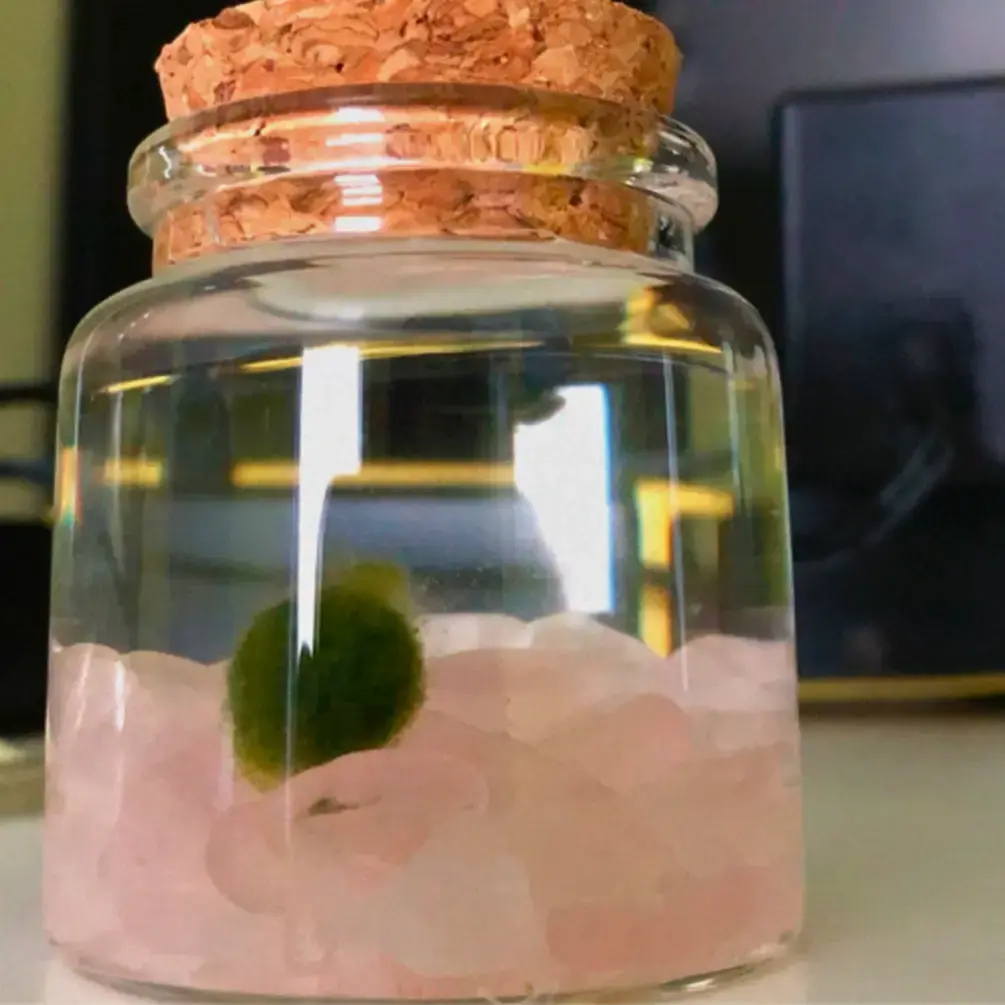 Small Marimo Moss Ball Terrarium with Rose Quartz Crystals, 2" Height, 2" Diameter, 2 oz, Nature Pet Plant, Decorative Home Decor, Made in USA, Zebra Mussel-Free