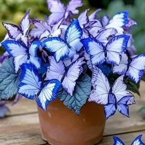 1000+ Rare Two-Tone Butterfly Hosta Seeds - Thrive Both Indoors and Out in Shaded Spots