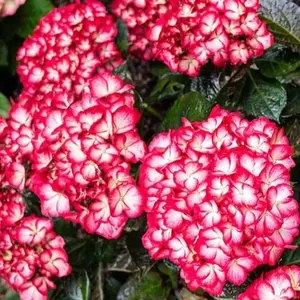 Bloomin' Easy Kimono Reblooming Hydrangea - Live Plant - ( 1 PT )