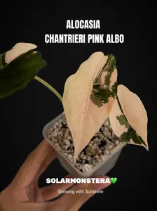 Alocasia Chantrieri Pink Tissue Culture in Gel