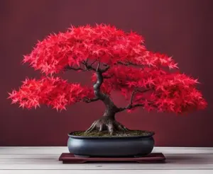 Scarlet Red Maple Bonsai Tree Seeds for Planting (30 Seeds)