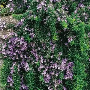 Trailing Rosemary | Two Live Herb Plants | Non-GMO, Cascading Growth, Versatile Uses