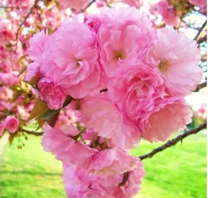 Cherry Blossom Tree, Live Ornamental Tree 6-12" Tall in Pot, Beautiful Spring Blooms for Outdoor Planting (Double Pink Cherry Blossom)