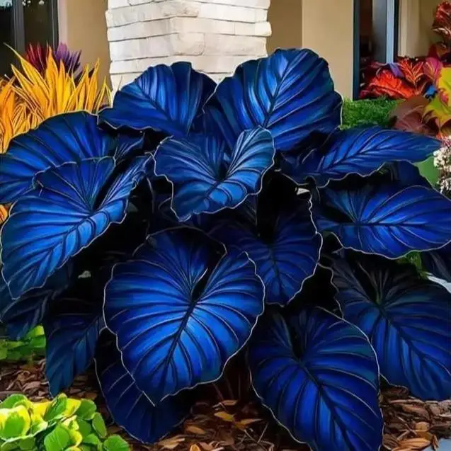 800pcs Seeds – Hardy, Beautiful Plants for Shaded Gardens, Borders, and Pots