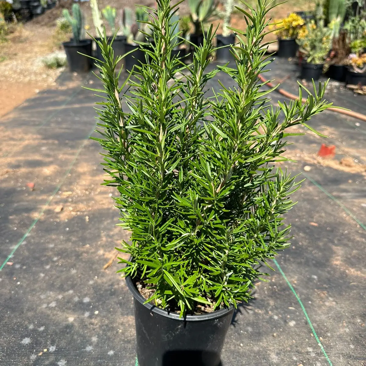 1gal rosemary Plant Herb home grown 1gal rosemary Plant Herb home grown