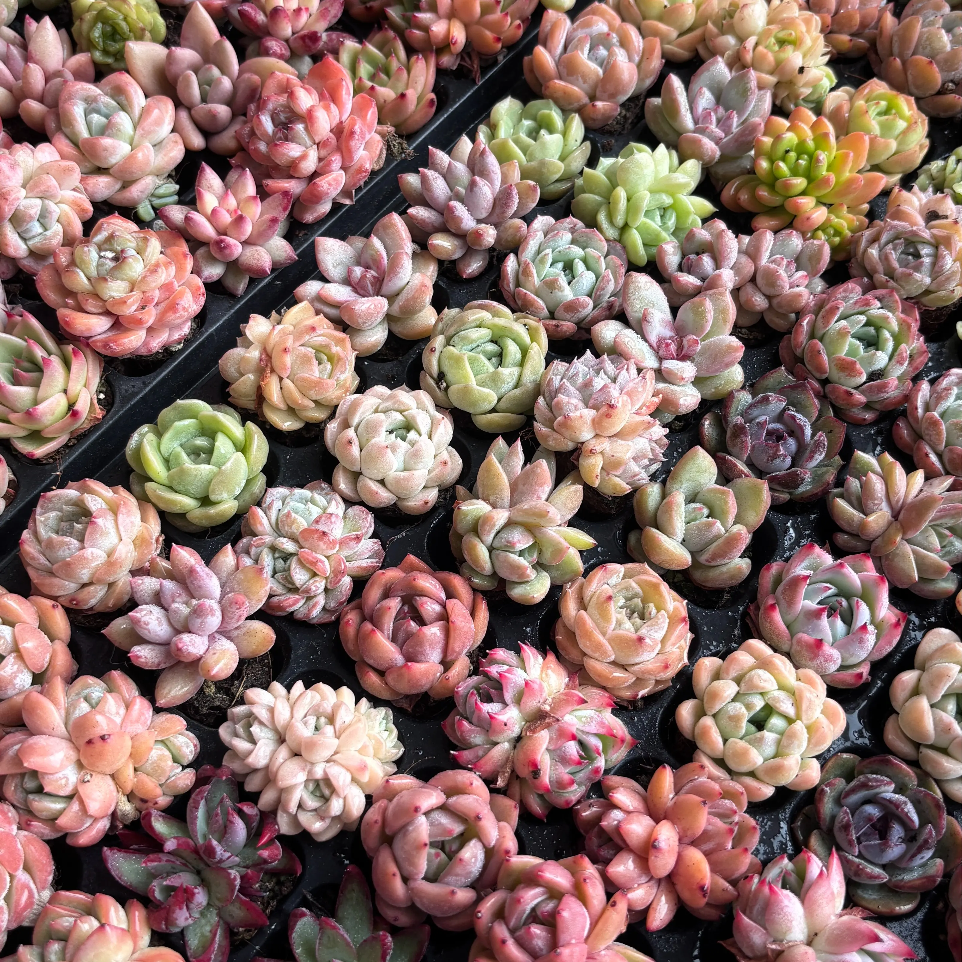 100pcs Random Succulent Plants 0.5–1.5 Inch Bare Root | Live Succulent Mix, Easy Care, Indoor Plants, Bulk Pack, Gift & Home Decor