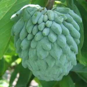 Atemoya Tree Grafted (2-4 Feet Tall) - ship to All States