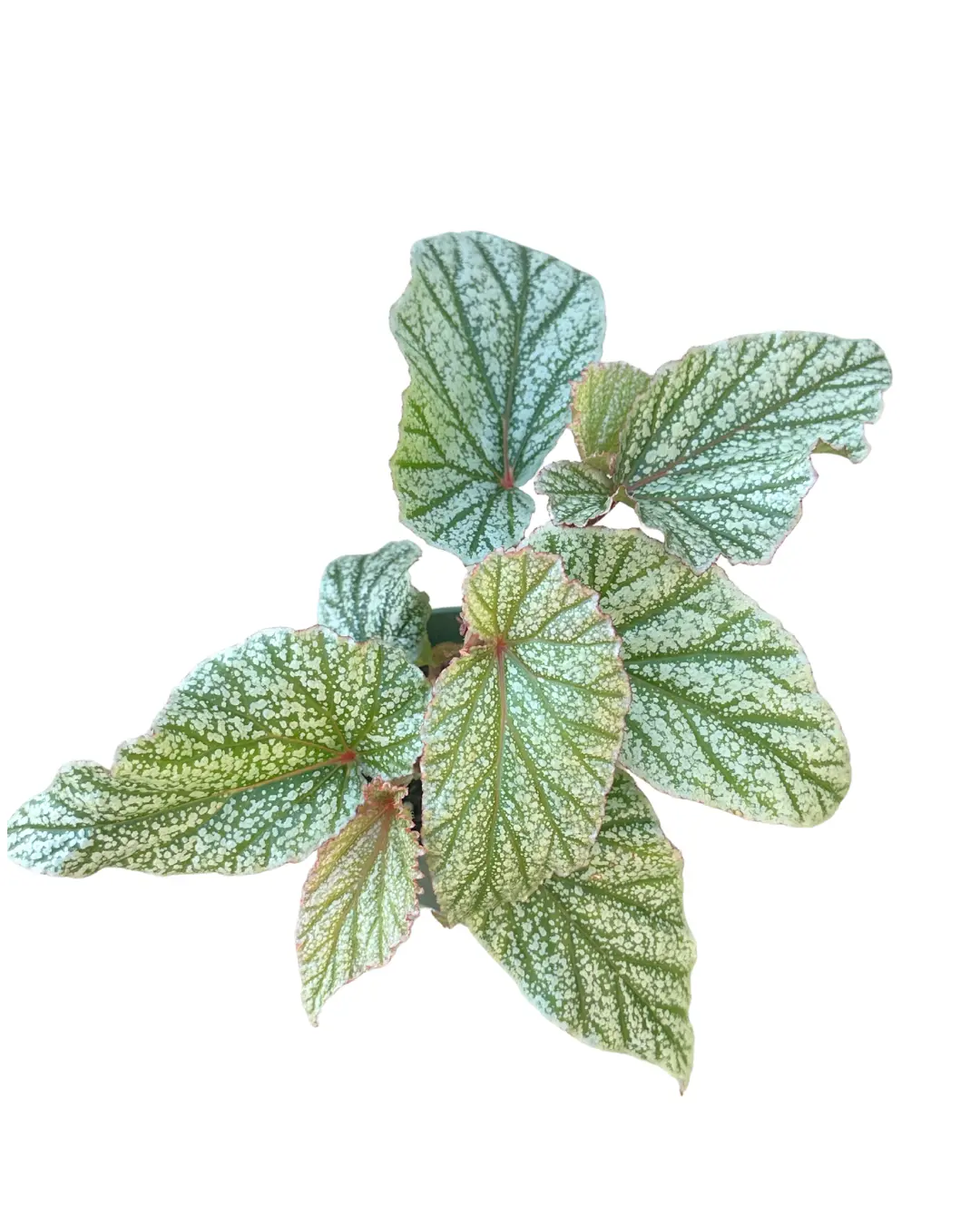 4" Begonia Don Miller – Live Indoor Plant