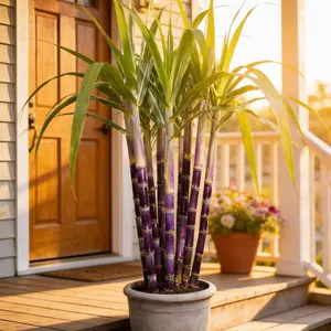 With a refreshing and sweet taste, sugarcane seeds are easy to germinate and grow, making them an ideal choice for home fruit tree planting.