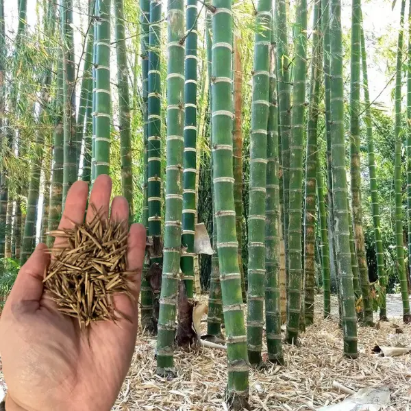 Green River 50 Giant Neotropical Bamboo Seeds - Bamboo Plant Seeds, Towering Growth For Grand Designs, Perennial Flower Seed Pack For Large Landscapes, Shade Borders, Privacy Screens, And Tropical Garden Centerpieces