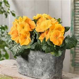 100+ Mixed Primrose Primula Vulgaris Flower Seeds - Heirloom English Primula Perennial Garden Seeds