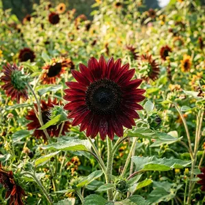 100 Chocolate Cherry Sunflower Seeds for Planting - Deep Chocolate & Burgundy Red Sunflowers - Striking Garden Blooms