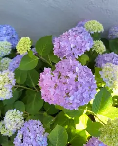 50 Mixed Blue Hydrangea Seeds Giant Snowball Fast Growing Flower