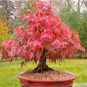 Japanese Red Maple Tree Seeds – 30pcs Japanese Acer Seeds for Bonsai & Garden Planting | Stunning Autumn Foliage | Great for Outdoor Pots or Landscaping