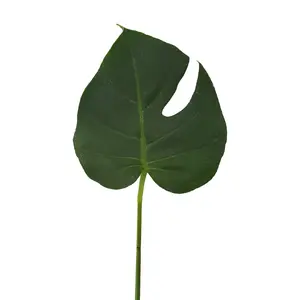Monstera Leaves  Mini