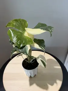4'' Monstera Thai Con