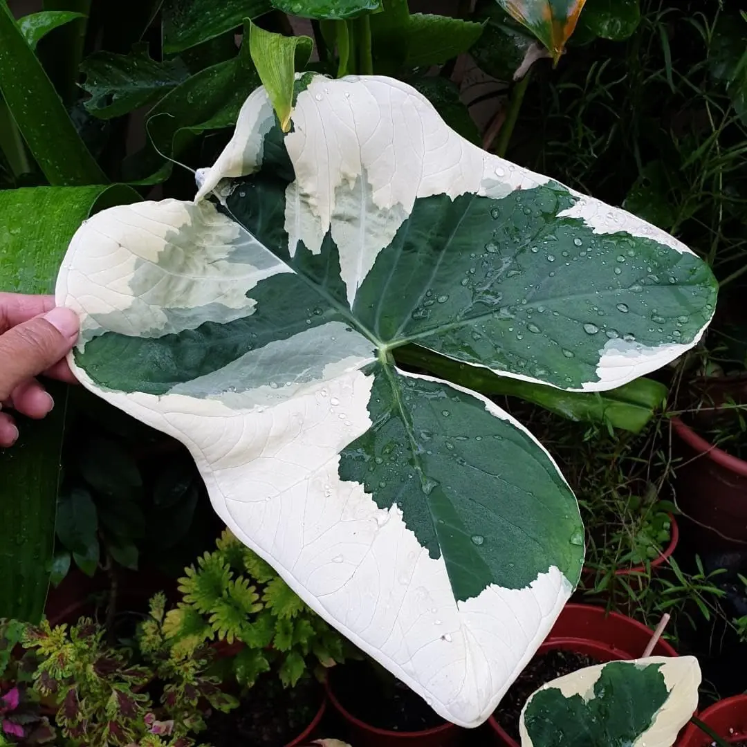 Alocasia Colocasia Xanthesoma Variegated Plant 5-7 Inc Tall
