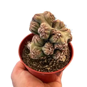 Monstrose Cactus | Cereus Forbesii | Cactus Plant | 4”