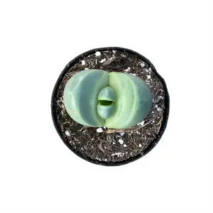 Argyroderma Delaetii | 2.5 inch | Lithops | Living Stone | Mimicry Plants | Live Succulent | Drought Tolerant