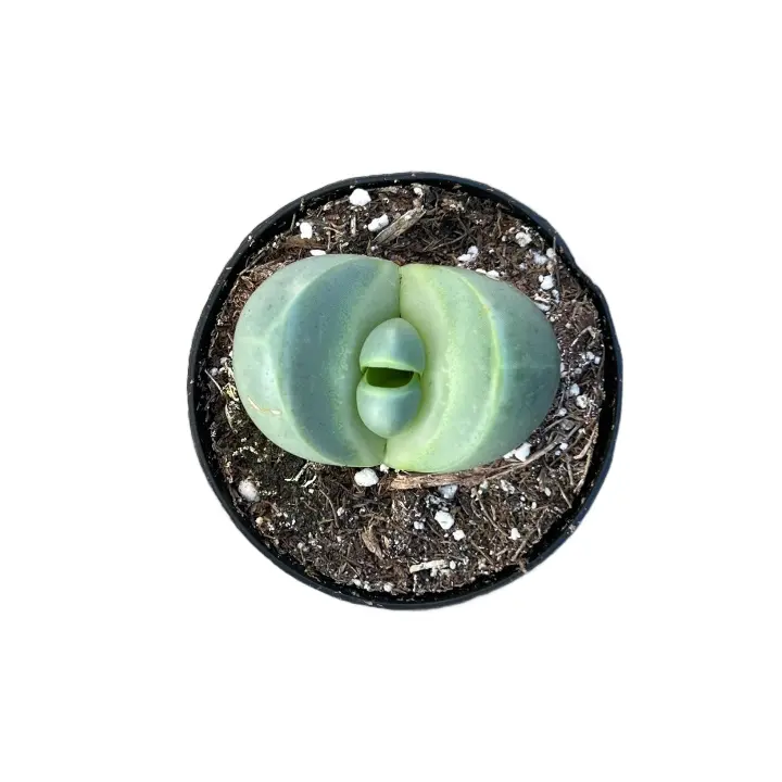 Argyroderma Delaetii | 2.5 inch | Lithops | Living Stone | Mimicry Plants | Live Succulent | Drought Tolerant