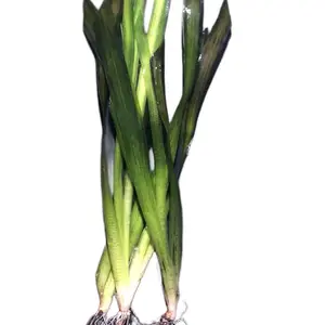 *Buy 2 get 1 FREE* Jungle Val Vallisneria