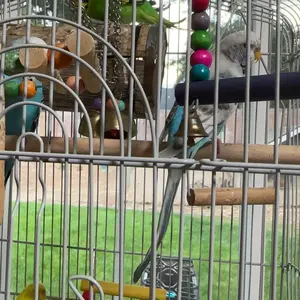 Bird Toy Set, 11pcs/set Colorful Bird Toy, Bird Chew Toy, Bird Swing Toy, Bird Cage Toy, Pet Supplies for Parrot, Cockatiel, Parakeet, Lovebird