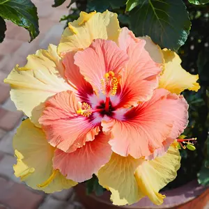 Green River 20 Double Pink Orange Hibiscus Seeds - Perennial Flower Seeds, Tropic-Like Blooms for Garden or Patio, Premium Plant Seeds for Full Sun, Seeds for Planting Outdoor or in Pots