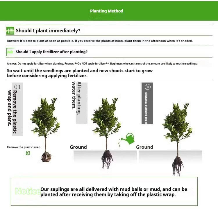 Cold-Hardy Dwarf Fig Tree (Live Plant) - Grown from 3-Year-Old Mature Cuttings for Faster Fruiting - Perfect for Pots, Balconies, and Patios (Not Seeds)