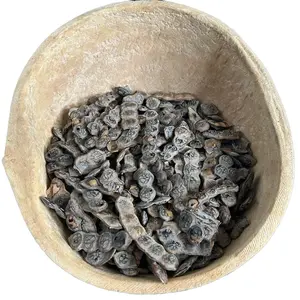 Acacia Aroma Nep Nep Natural Fruits Aromatic Known as Acacia Satisfying Scent Traditional Light Aromatique Benefits Plant Utilization for Subtle Fragrance