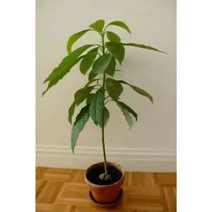 AVOCADO Tree Seed (pit) also known as Pear , Makes Great House Plant