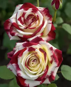200Seeds Rose Seed Gift Pack: Perfect Combination of Cultivation Tips and Beautiful Garden