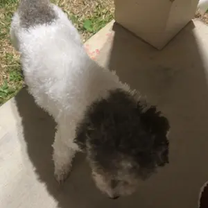 Geoorood Dog Grooming All-in-One Kit with Vacuum Brush 2.2L Large Pog Stainless Steel Blades Lightweight Design 10KPa Suction Force Portable Cleaning Set