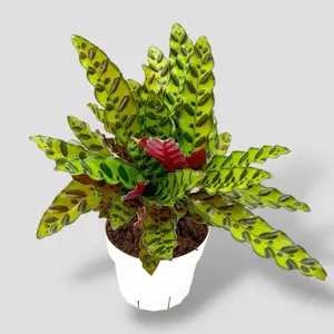Calathea Rattlesnake 6” - Pet Safe Prayer Plant
